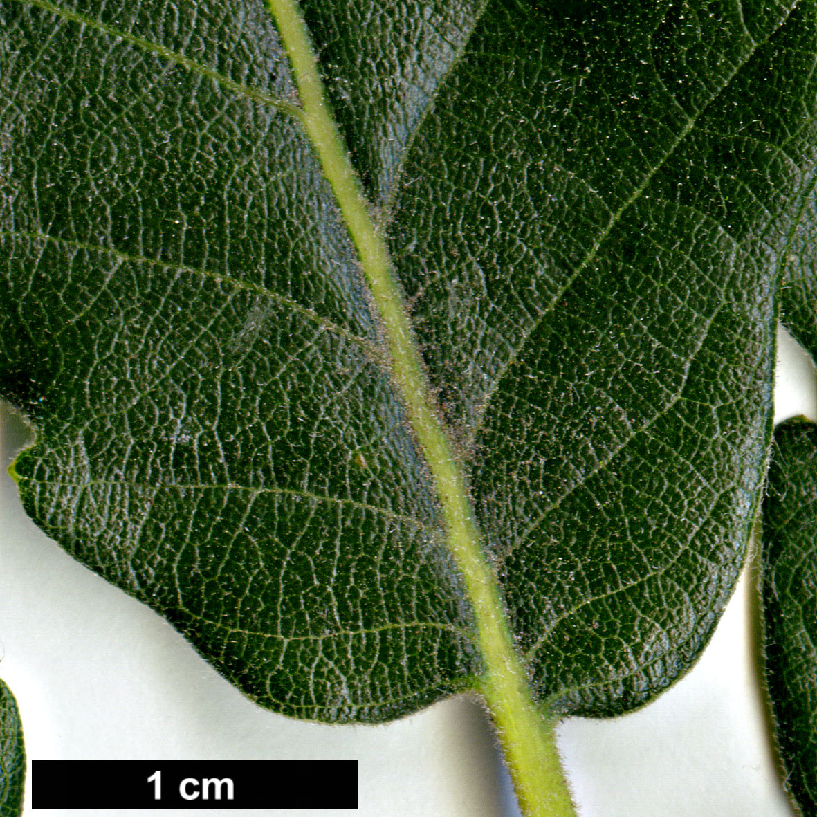 High resolution image: Family: Fagaceae - Genus: Quercus - Taxon: macranthera - SpeciesSub: subsp. syspirensis